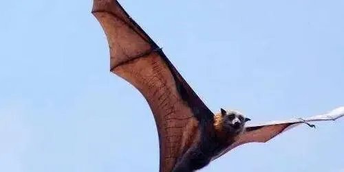 巨型蝙蝠王真实照片 巨型蝙蝠拔地而起长什么样子图片