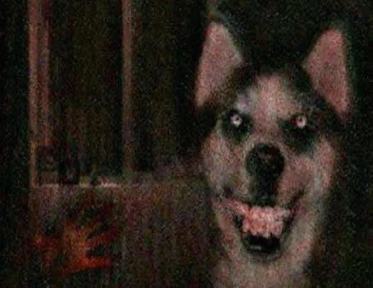 微笑狗原图恐怖照片 真正的微笑狗长什么样