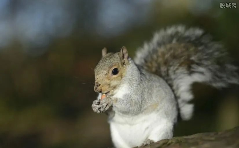 男子用石块砸袋鼠 辩称难得来一次