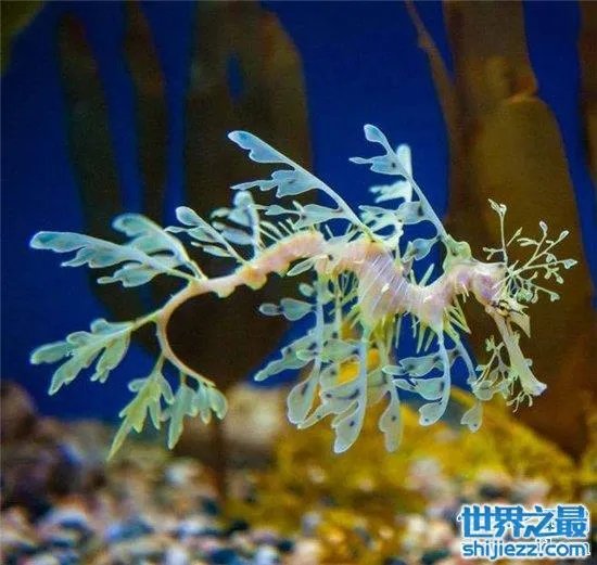 叶海龙鱼外形奇特，能够随意自由变换颜色 