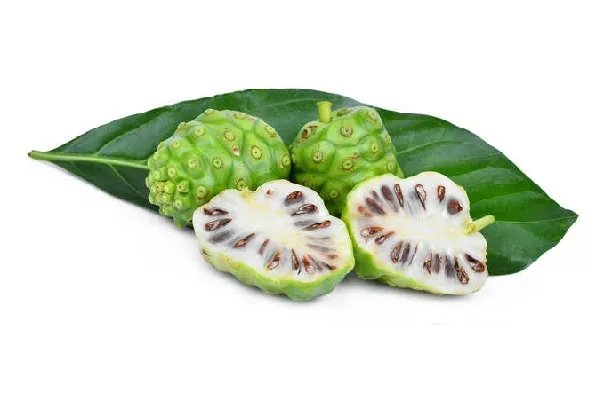 什么不适合喝诺丽果