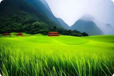 紫薇圣人是什么?