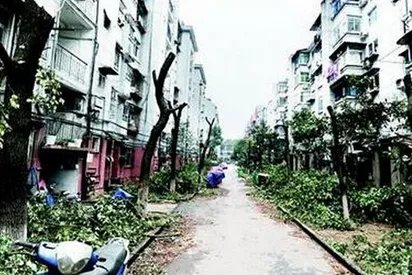 小区树木被剃头是怎么回事？