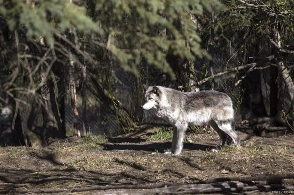 最厉害的藏獒和狼打架谁厉害？