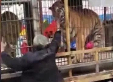 大爷喂老虎手被咬是什么情况？