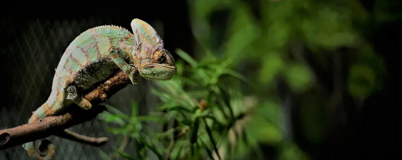 蜥蜴吃什么食物 蜥蜴吃哪些食物