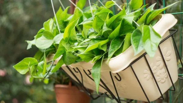 绿萝有毒吗对人体有害吗？卧室长期养殖绿萝对人体有没有伤害？