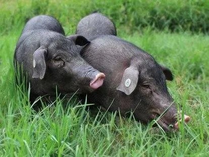 数千头猪听到音乐后回家吃饭，它们是怎么训练的？