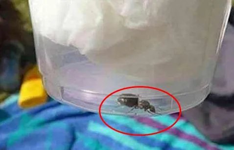 活捉蚁后给点沾水棉花下幕惊呆：不可思议一幕