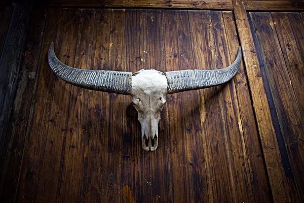 非洲野牛角的功效与作用