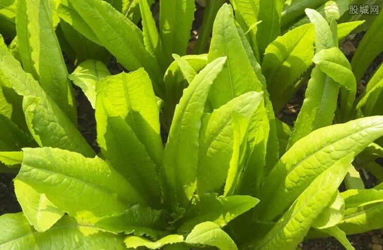 寿光受灾较严重 后期菜价市场走势会如何？