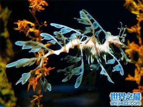 叶海龙鱼外形奇特，能够随意自由变换颜色 