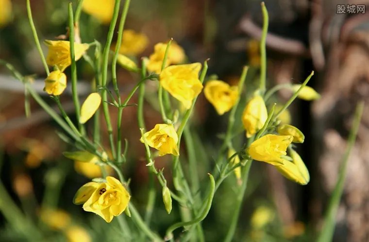 药汤毒倒祖孙3人 购买药材时如何辨别断肠草和金银花