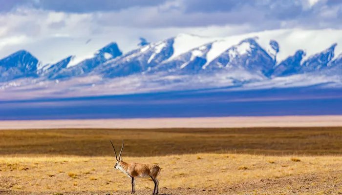 可可西里在哪里