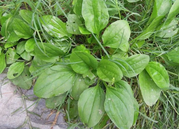 车前草的功效与作用