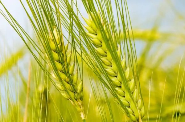 袁隆平直播上热搜，你怎么看待这一事件？