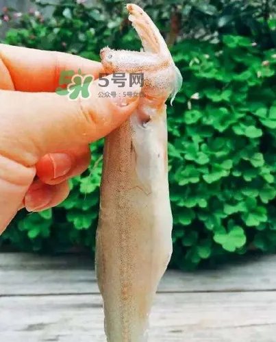 水潺怎么读?水潺是海鲜吗