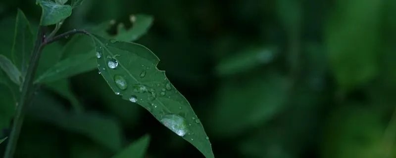 梅雨季节是几月份