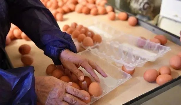 澳大利亚爆发H7N7禽流感，这是由什么引起的？