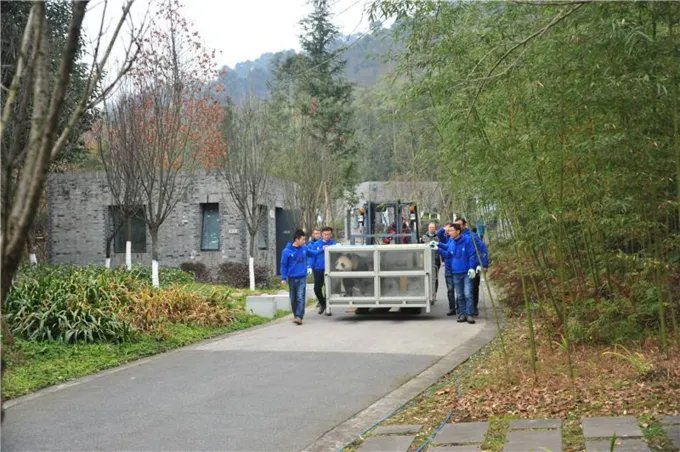 两只大熊猫赴芬兰，大熊猫适合的生长环境有哪些？