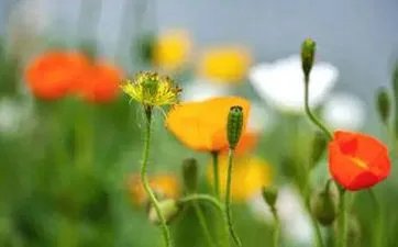 大年三十去哪儿了？今年没有大年三十怎么回事？