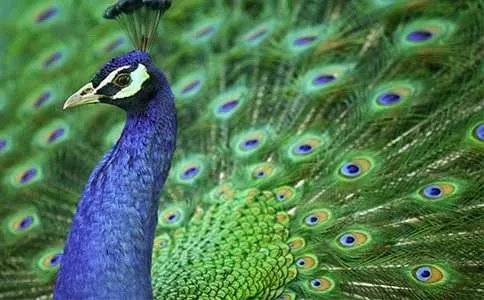 《孔雀东南飞 》原文及翻译