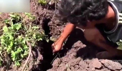 男子野外挖田鼠 挖出的东西吓一跳（组图）