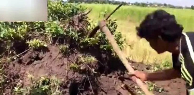 男子野外挖田鼠 挖出的东西吓一跳（组图）