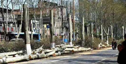 小区树木被剃头是怎么回事？