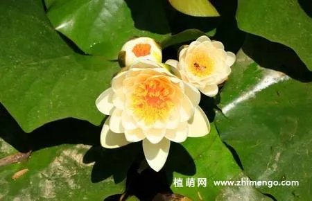 17张睡莲（子午莲）图片