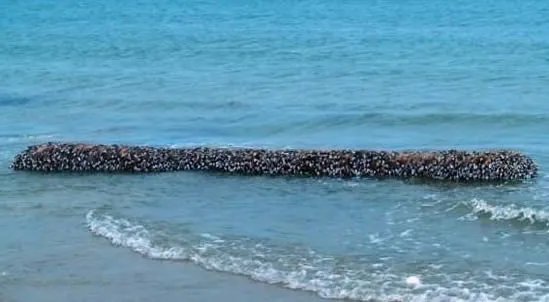 小伙海滨发现海滨一浮木 看到后直哆嗦（组图）