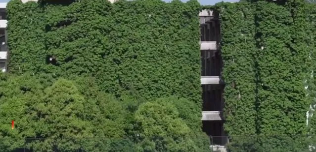 贵阳高校爬山虎占领9层图书馆 300颗爬山虎已种植28年