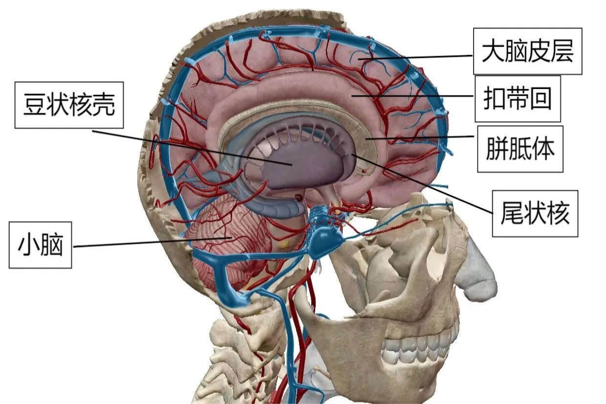 脑部结构图解大全