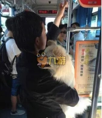 女子公交给狗投币 宣称这是我儿子