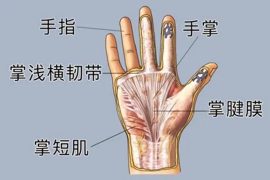 手部位置示意图