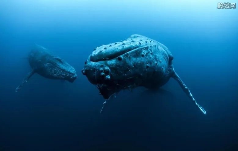 男子意外捕获怪鱼竟是“中国火龙” 霸王火龙最恐怖