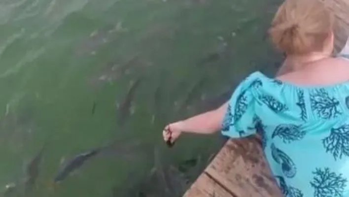 女子在河边喂鱼 下一幕让她傻眼（图）