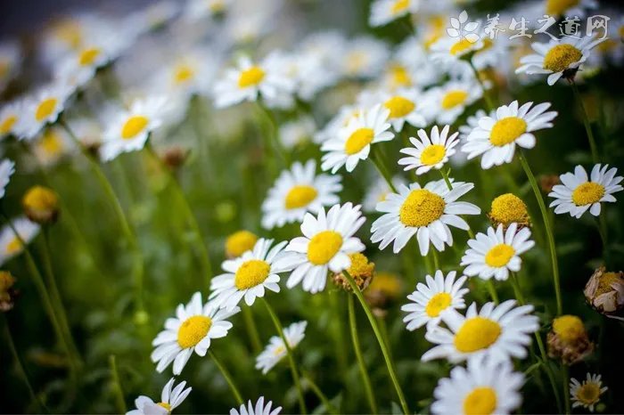 经络学内容简介