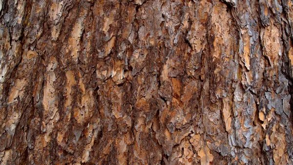 卡宾达树皮的功效与作用 卡宾达树皮泡水一天喝几次