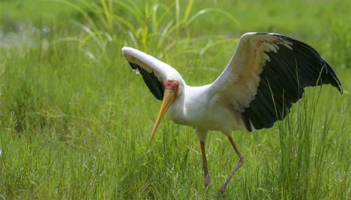 鹳怎么读 鹳的读音是什么