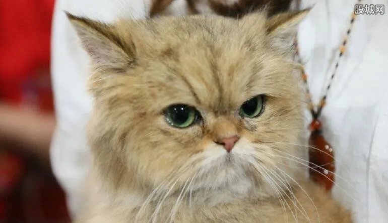 微信购到病瘟猫 布偶猫买回来竟带病毒还治不好