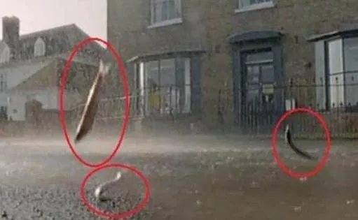 下暴雨时落下一路的鱼 村民都看傻了!(组图)