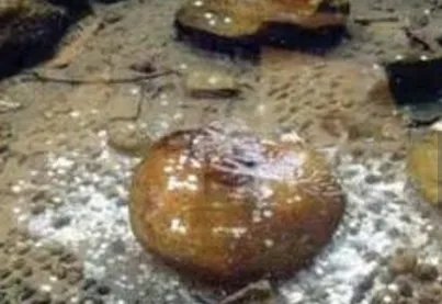 男子在许愿池捞钱真的吗？