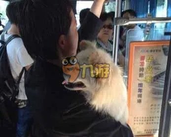 女子公交给狗投币 宣称这是我儿子