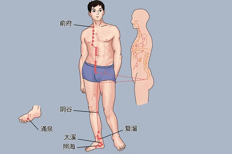 十二经络图及走向图