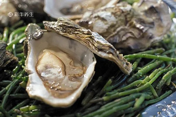 生蚝的营养价值及功效