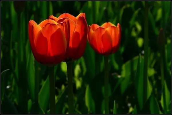 一年级新生教师节贺卡怎么写？