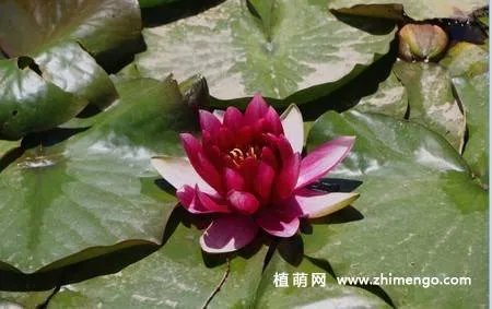 17张睡莲（子午莲）图片