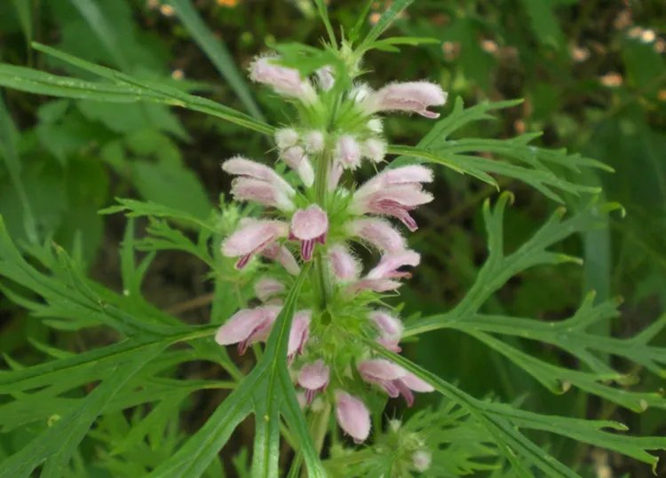 益母草的功效与作用