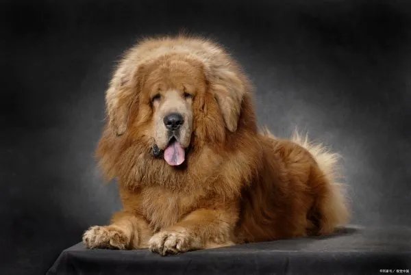 最厉害的藏獒和狼打架谁厉害？